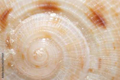 Texture of seashell as background, closeup view
