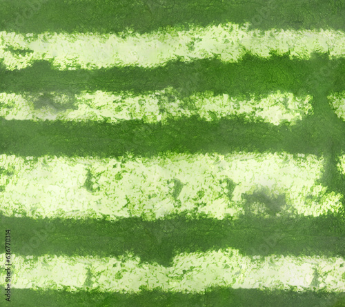 Green striped rind of watermelon as background, closeup