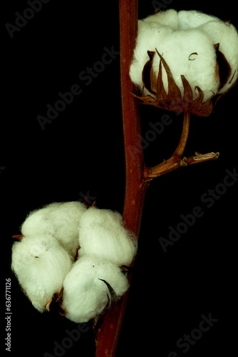 a sprig of cotton stands on a black background