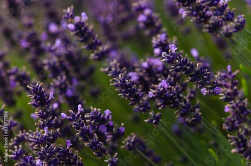 Closeup of a field of lavender flowers