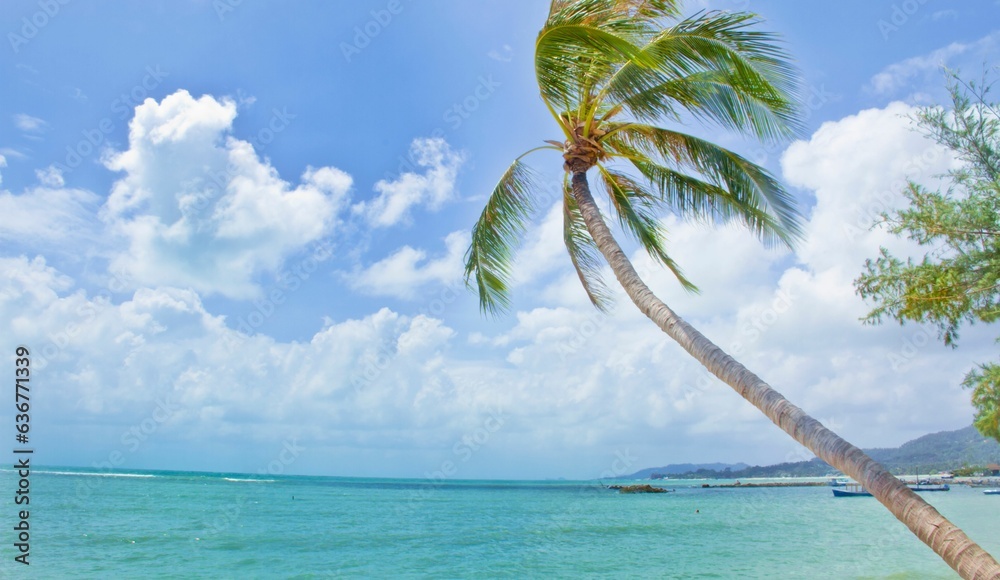 Landscape of palm trees vibrating on the beach by turquoise sea water and cloudy blue sky