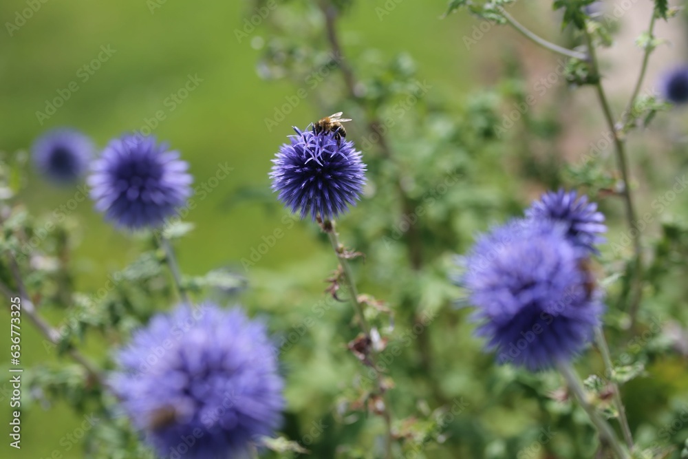 Selective focus of bees collecting nectar from Mordovnik (Echinops) in a field