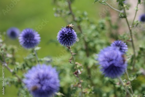 Selective focus of bees collecting nectar from Mordovnik  Echinops  in a field