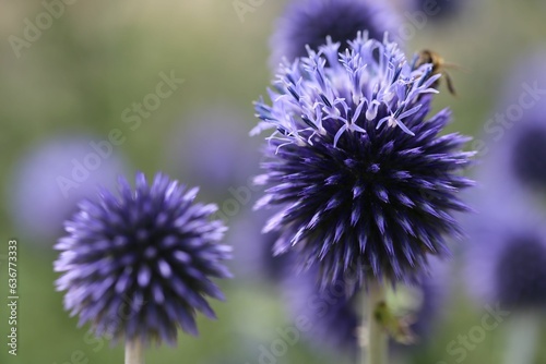 Selective focus of bees collecting nectar from Mordovnik (Echinops) in a field photo