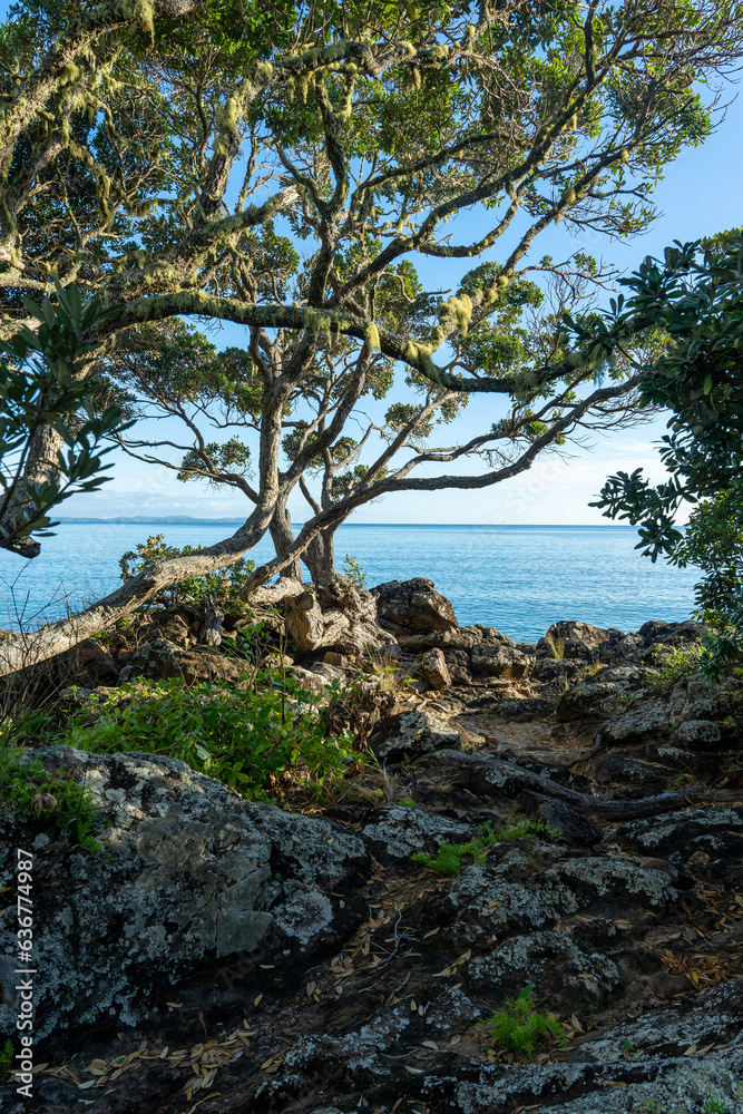 New Zealand - Doubtless Bay - Rocky Beach Tree