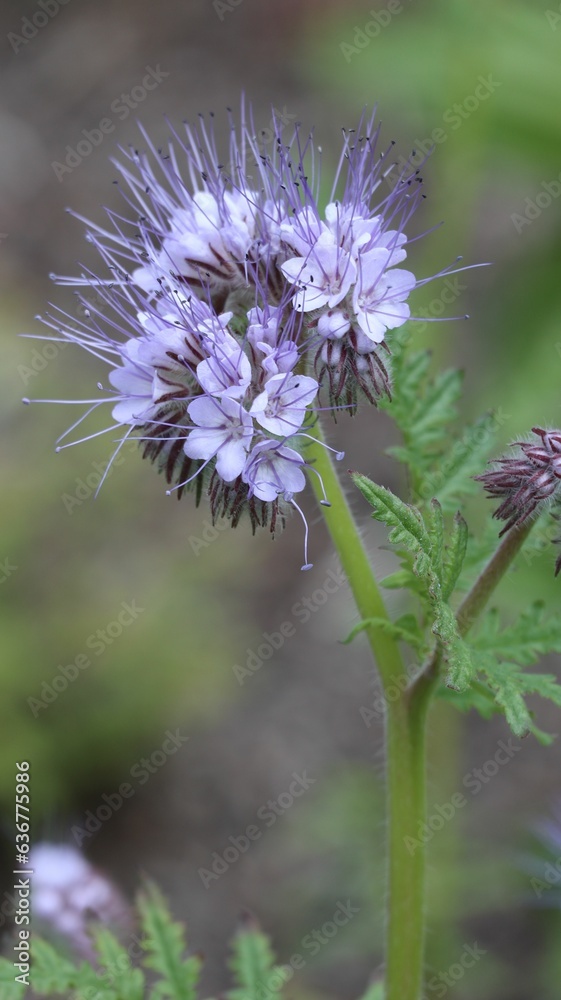 Lush landscape with a field of bright purple Phacelia tanacetifolia flowers Lush landscape with a field of bright purple Phacelia tanacetifolia flowers