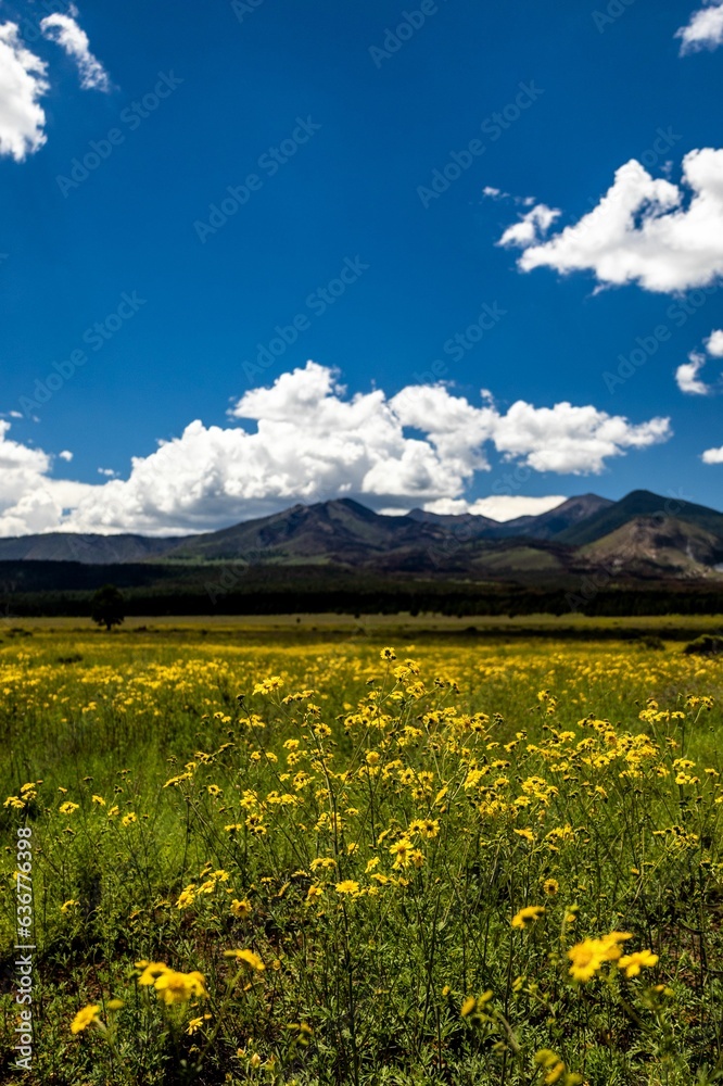 Lush green field with vibrant wildflowers in against a picturesque mountainous backdrop in Flagstaff