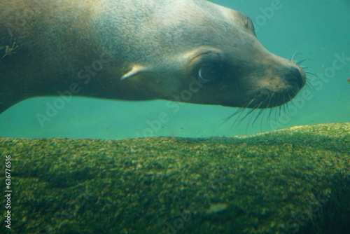 Portrait Nahaufnahme eines Seehundes Robbe unter Wasser Kopf