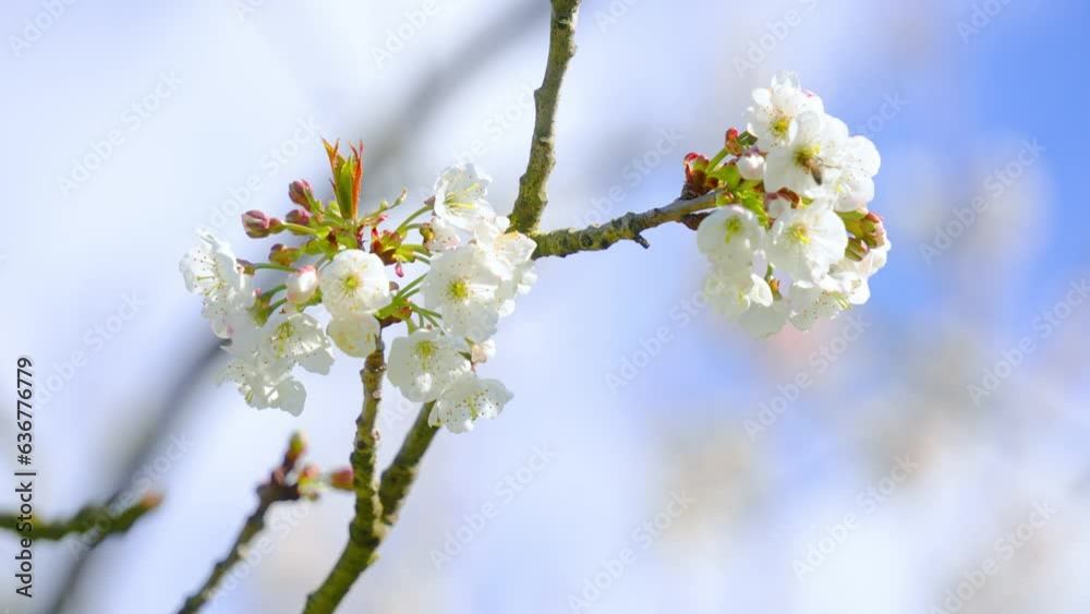 Plum tree flowers are waving Plum tree flowers are waving