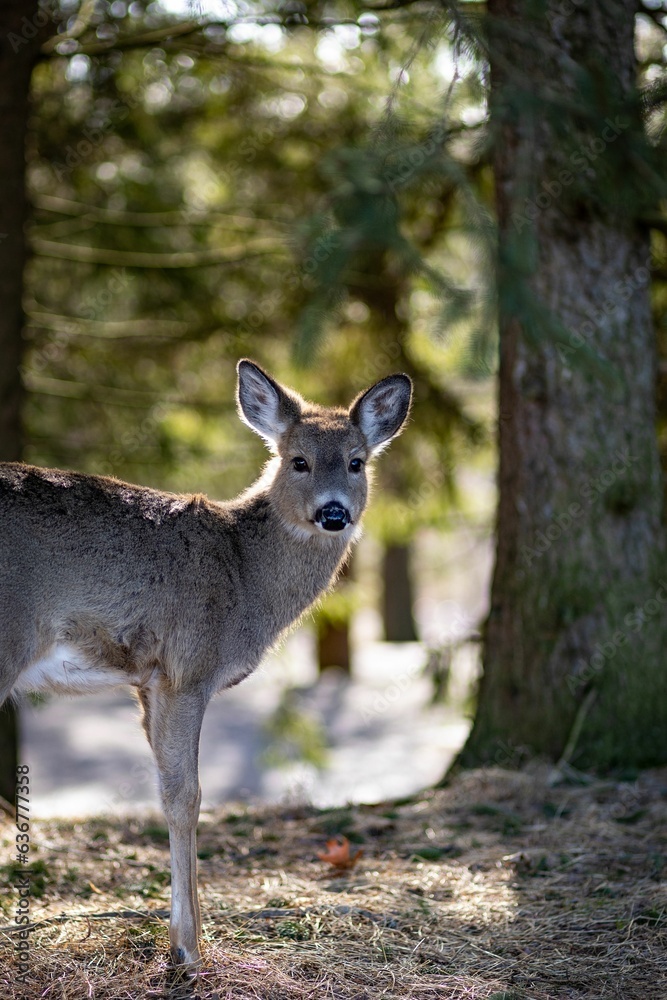 Vertical shot of a majestic deer in a lush forest environment Vertical shot of a majestic deer in a lush forest environment