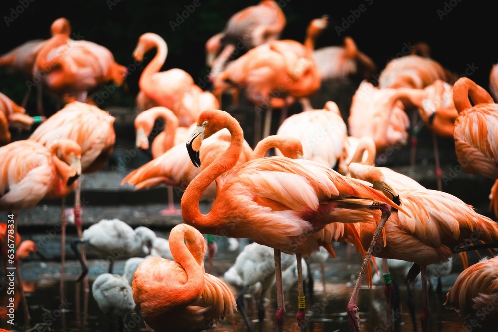 Fototapeta premium Group of pink flamingos perched atop a pond.