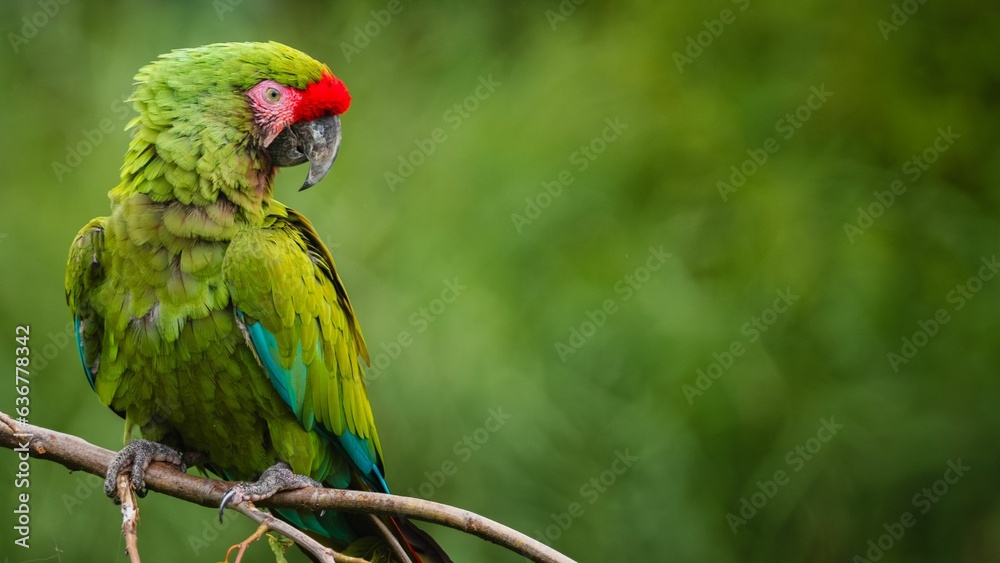 Vibrant green parrot perched atop a tree branch.