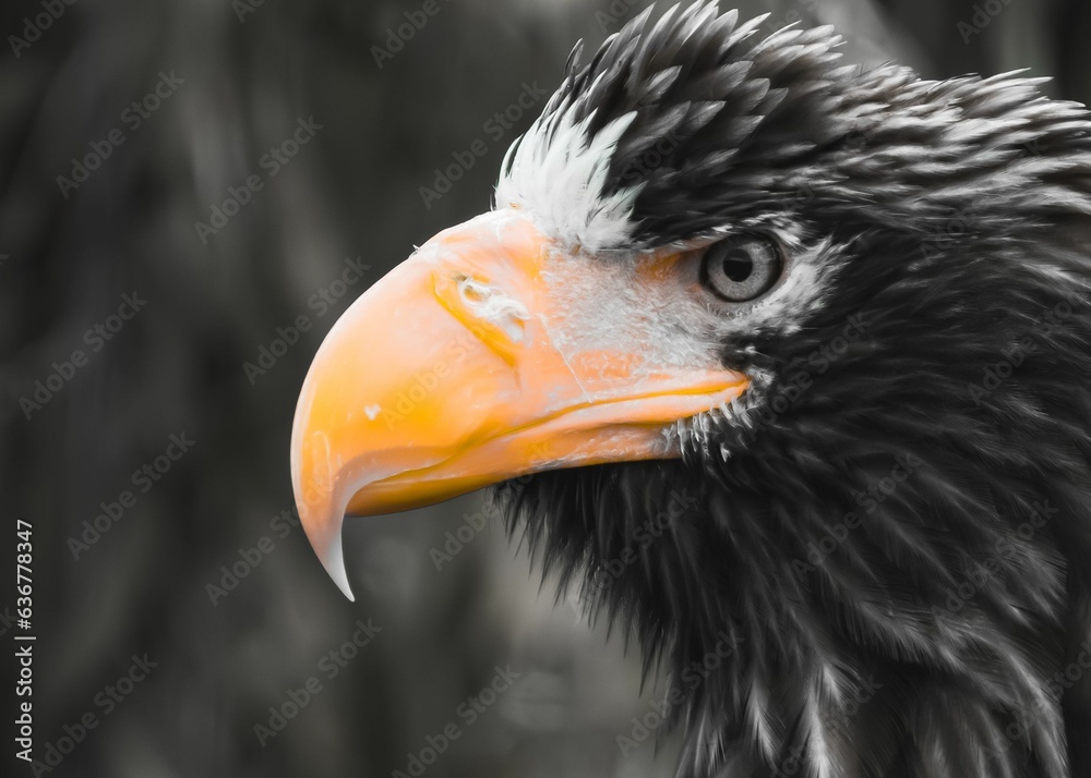 Obraz premium Closeup shot of an eagle's head.