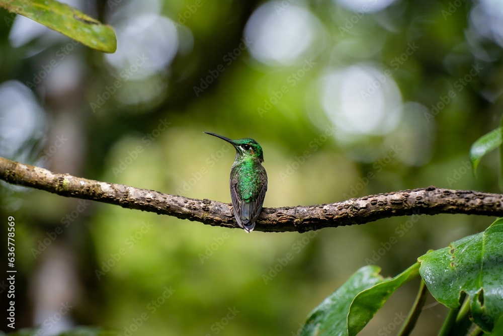 Fototapeta premium Vibrant hummingbird perched on a tree branch in a lush forest habitat.