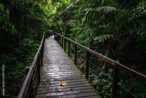 Wooden path leading to a lush green jungle area.