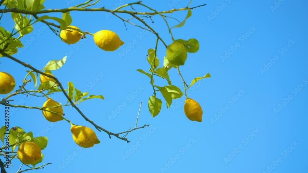lemon in Soller, Mallorca, Spain