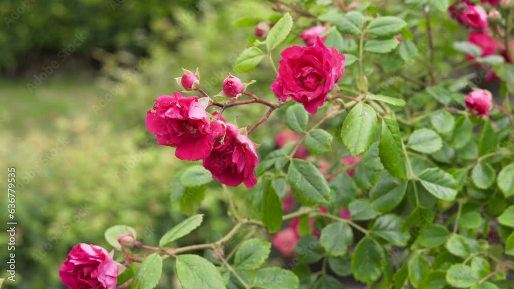 Closeup shot of blooming bright pink roses on a bush in a garden Closeup shot of blooming bright pink roses on a bush in a garden