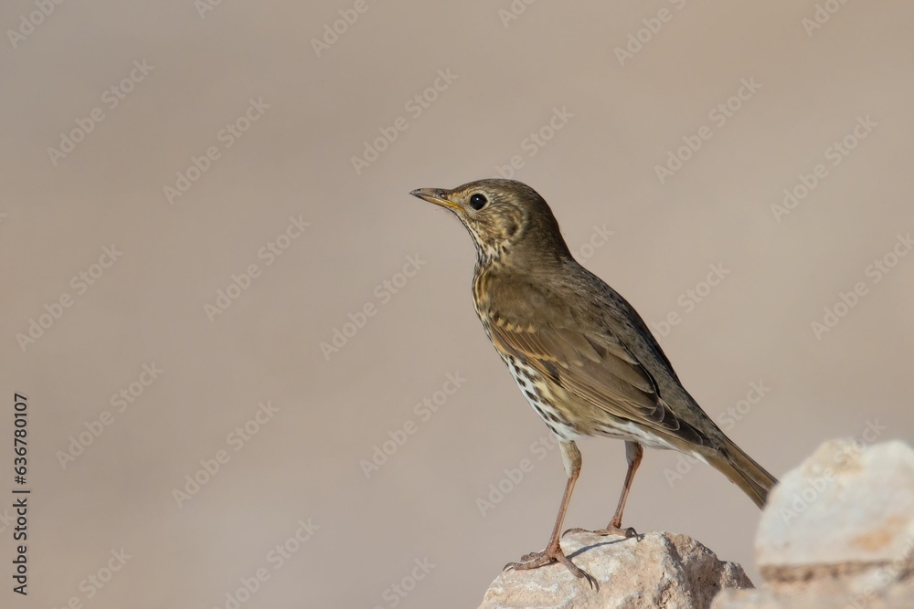 Selective focus shot of song thrush (Turdus philomelos) perched on a rock Selective focus shot of song thrush (Turdus philomelos) perched on a rock
