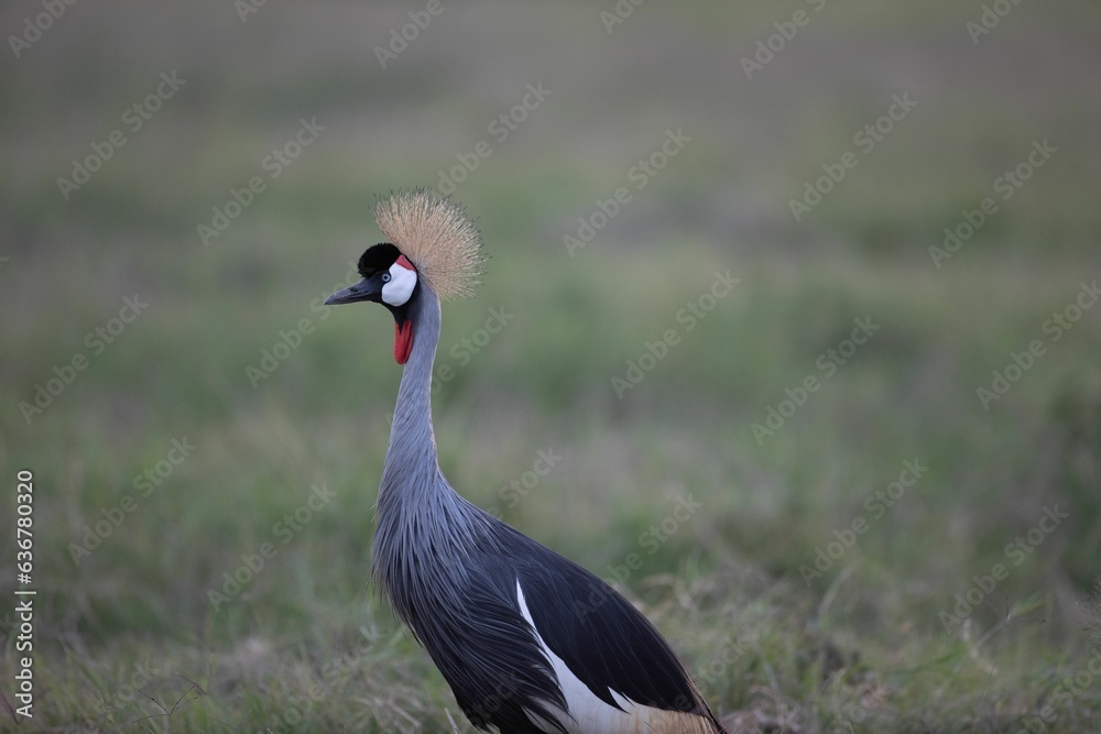 a blue grey and red bird is standing on the grass a blue grey and red bird is standing on the grass