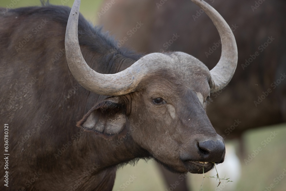 Fototapeta premium Closeup shot of a buffalo with large horns stands in a green field