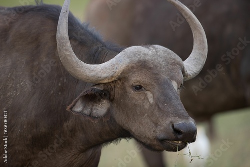 Closeup shot of a buffalo with large horns stands in a green field