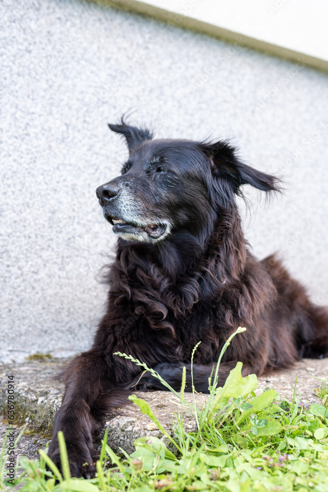 old black dog with gray beard sitting patiently on a porch of the house taking care of his beloved family old black dog with gray beard sitting patiently on a porch of the house taking care of his beloved family