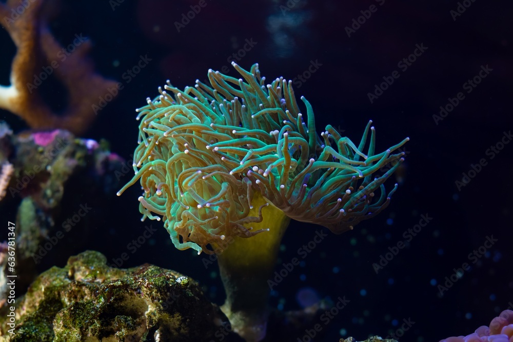 torch coral move long green tentacle in strong flow and hunt for