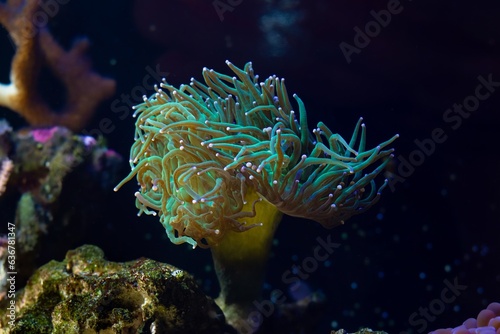 torch coral move long green tentacle in strong flow and hunt for plankton food, nano reef marine aquarium, popular pet for beginner grow in LED actinic blue light, beautiful live rock ecosystem