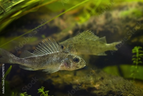 captive domesticated young Eurasian ruffe, careful and frightful wild small freshwater fish, omnivore coldwater species in European river biotic biotope aquarium, low light mood, blurred background