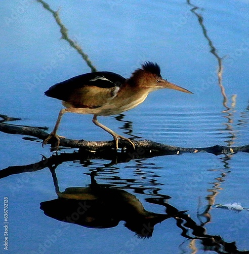 Least Bittern Searching for Breakfast  photo