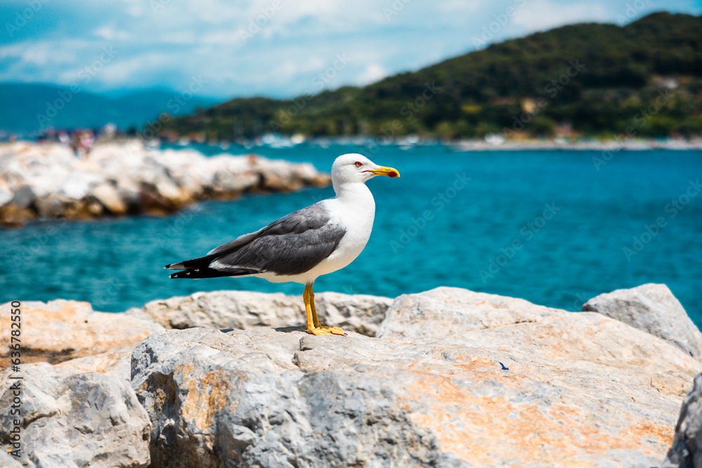 Sommerliche Küstenlandschaft und Möwen an der Cinque Terre in Italien Sommerliche Küstenlandschaft und Möwen an der Cinque Terre in Italien