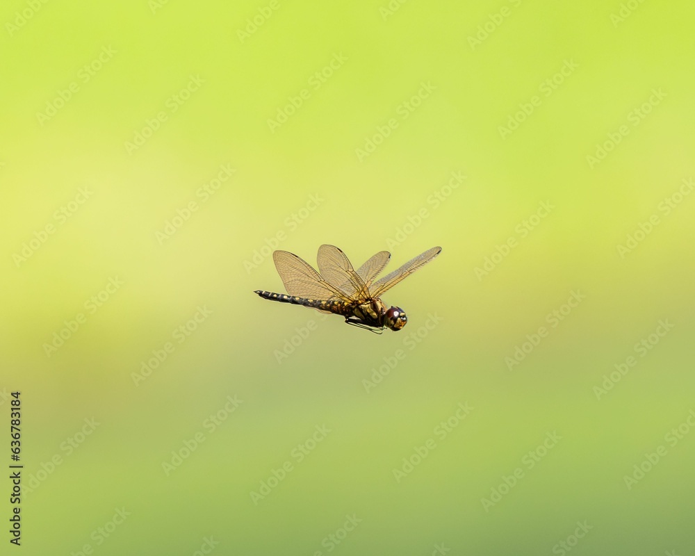 Closeup of a small dragonfly during a flight with a green blurry background Closeup of a small dragonfly during a flight with a green blurry background