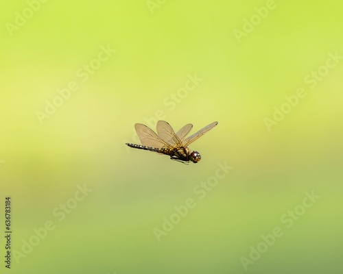 Closeup of a small dragonfly during a flight with a green blurry background © Brock Cook/Wirestock Creators