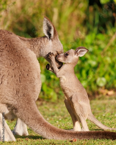 Fototapeta Naklejka Na Ścianę i Meble -  Vertical shot of a baby kangaroo holding its mum in a lush green on a sunny day