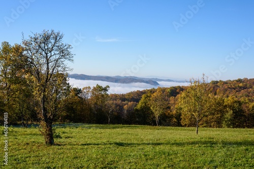Fototapeta Naklejka Na Ścianę i Meble -  Aerial view of greenery field surrounded by dense trees