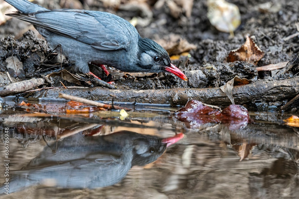 Obraz premium Himalayan Black Bulbul (Hypsipetes leucocephalus) perched atop a branch overlooking a tranquil river