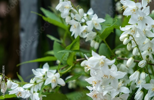 Closeup shot of blooming white slender deutzia flowers photo