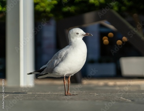 A seagull standing in the ground with a blurred background