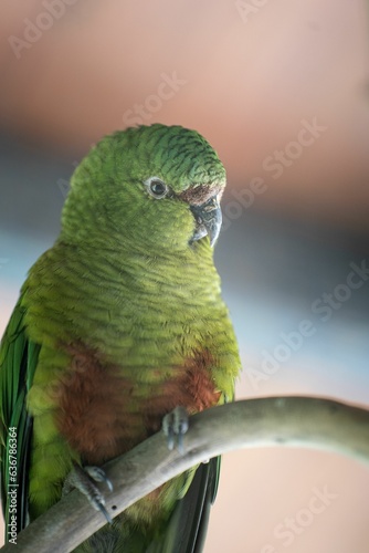 Vertical closeup of a green austral parakeet perched on a branch photo