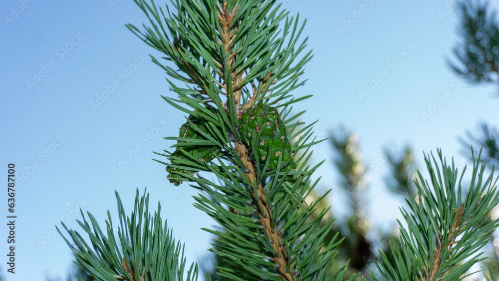 A green branch of a tree with large needles. Summer photo, sun. Photo of spruce paw close A green branch of a tree with large needles. Summer photo, sun. Photo of spruce paw close