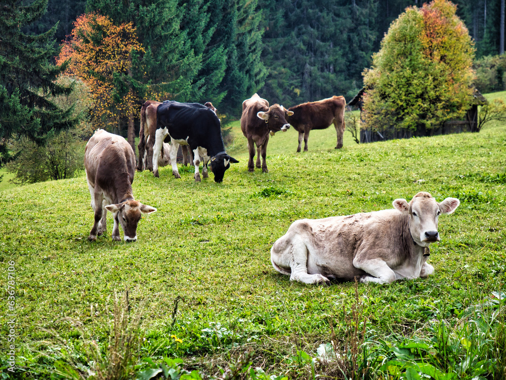 Photo of cattle grazing peacefully on a picturesque hillside in the Italian Alps Photo of cattle grazing peacefully on a picturesque hillside in the Italian Alps
