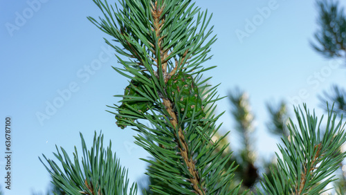 A green branch of a tree with large needles. Summer photo, sun. Photo of spruce paw close