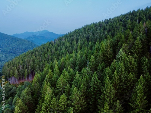 Scenic landscape featuring a lush forest of trees on either side of a hilly terrain