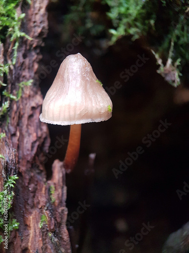 mushroom in the forest