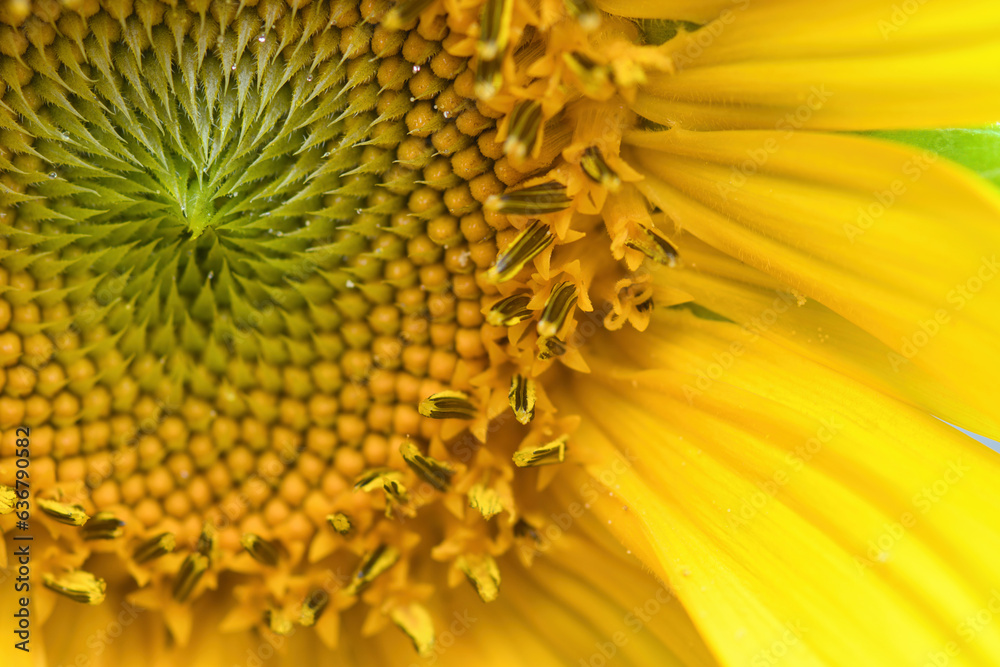 sunflower close up sunflower close up