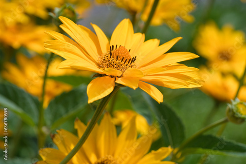 Close up from a Jerusalem artichoke flower in the garden