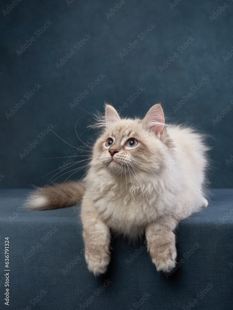 cat on a blue background. Funny kitten in the studio. funny pet. Pedigree siberian cat 
