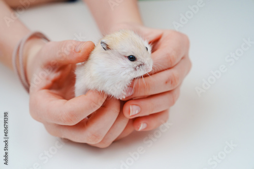 a small white with a red hamster in children's hands. photo