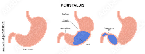 Peristalsis movement poster