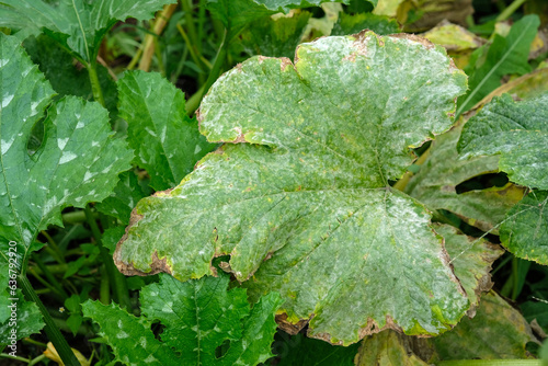 White coating on the leaves of zucchini in the open field. Powdery mildew on squash. Diseases of plants in the garden. Vegetable crops. leaves curl and dry. Fungal disease Powdery mildew on zucchini